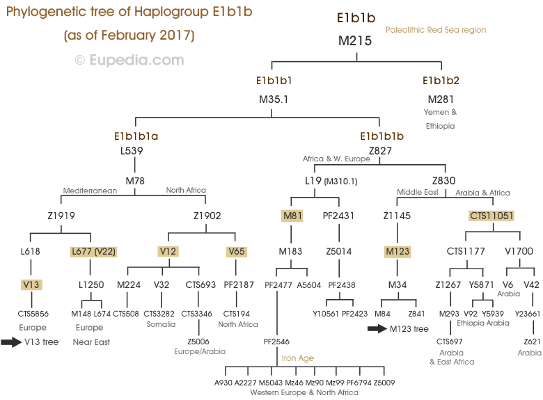 E1b1b-tree.png