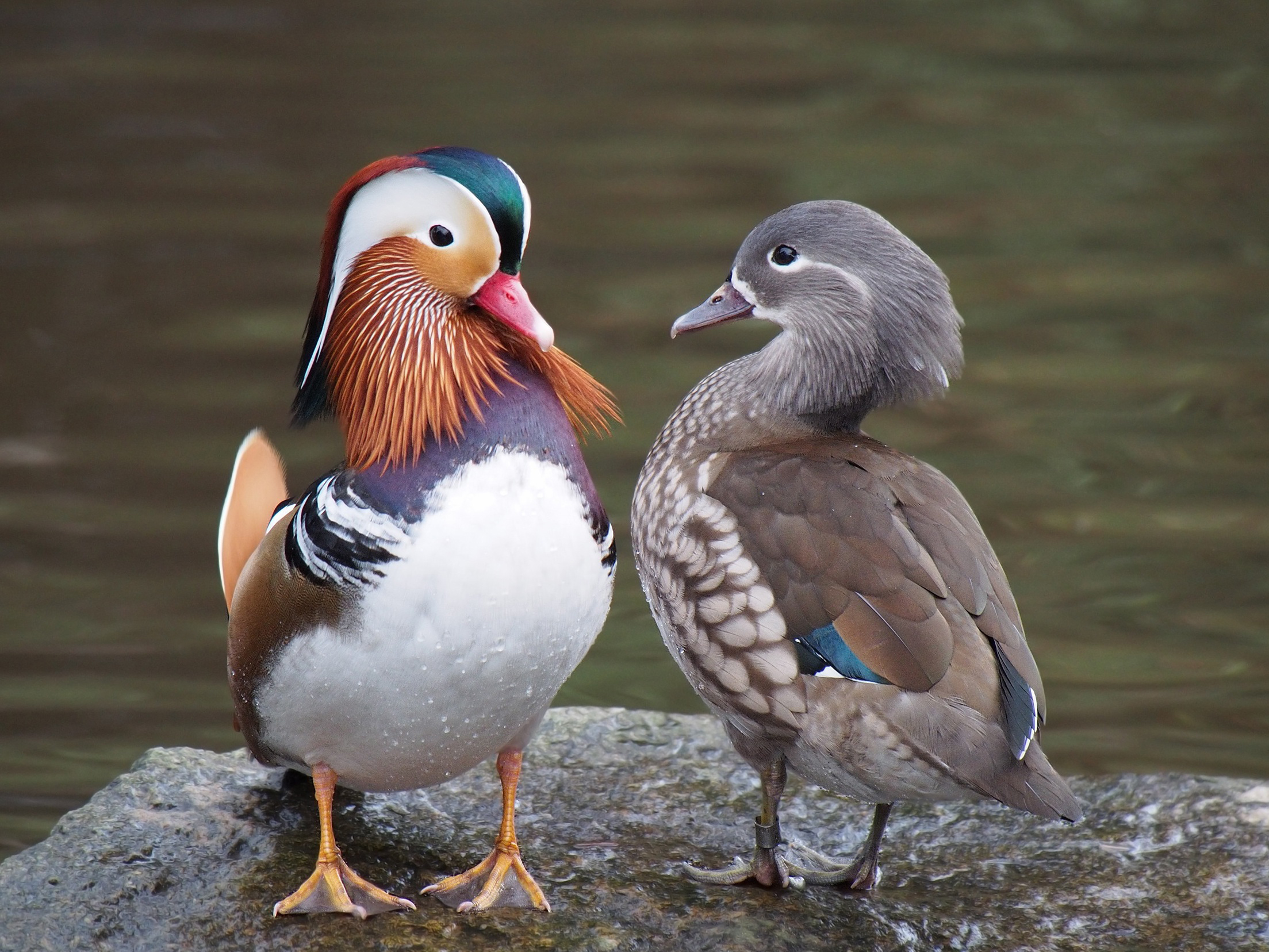 Pair_of_mandarin_ducks.jpg