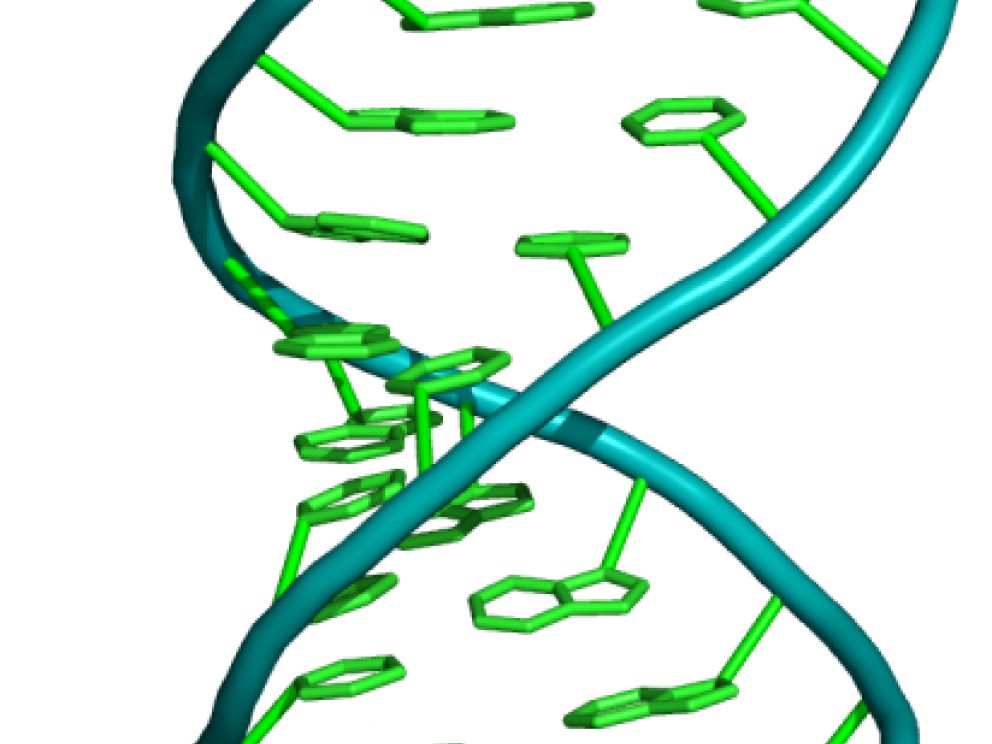 dsrna_(1h1k).png