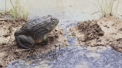 PF4YW5f.gif