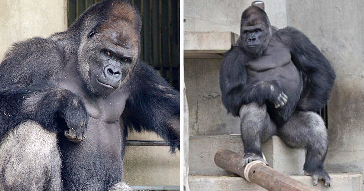handsome-gorilla-shabani-fb6.png