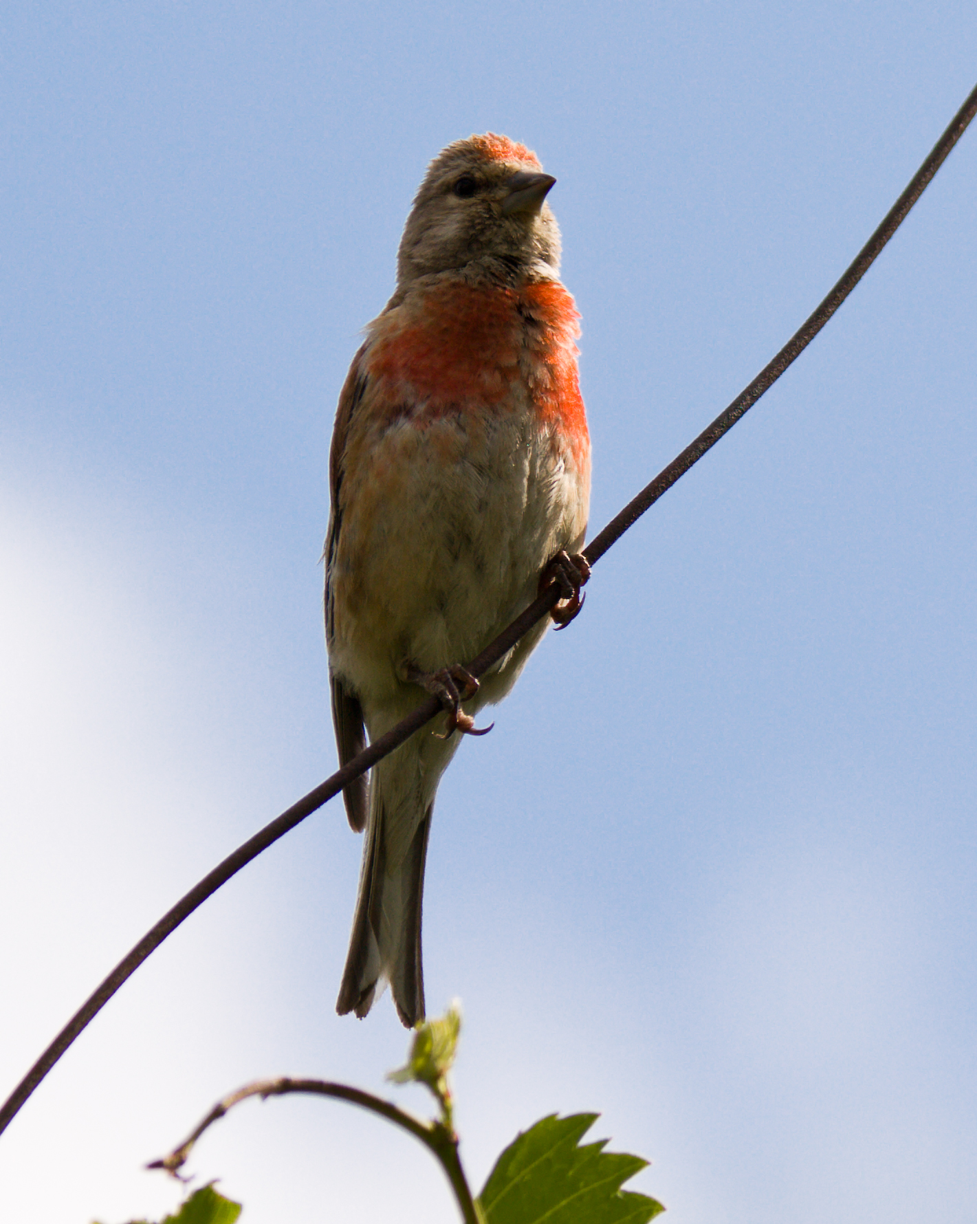 warsangli_linnet_carduelis_johannis.jpg