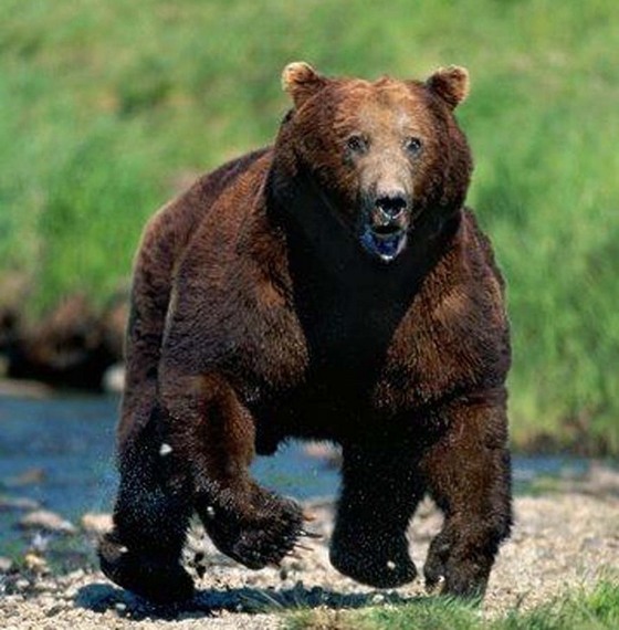 The%20Grizzly%20Bear_20170921062118.jpg