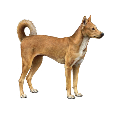 Indian_Street_Dog_Color.png