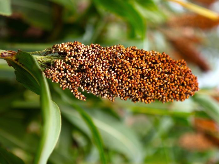 Sorghum.jpg