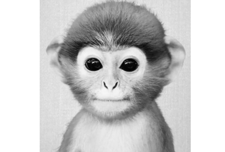 Image-of-monkey-pfp-TikTok.png