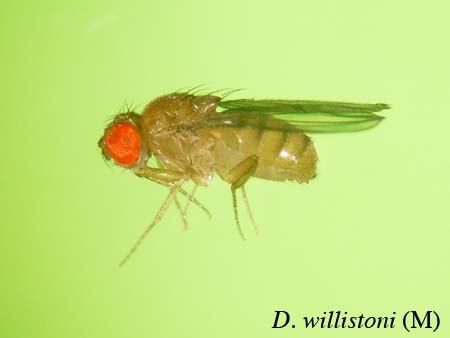 willistoniM01.jpg