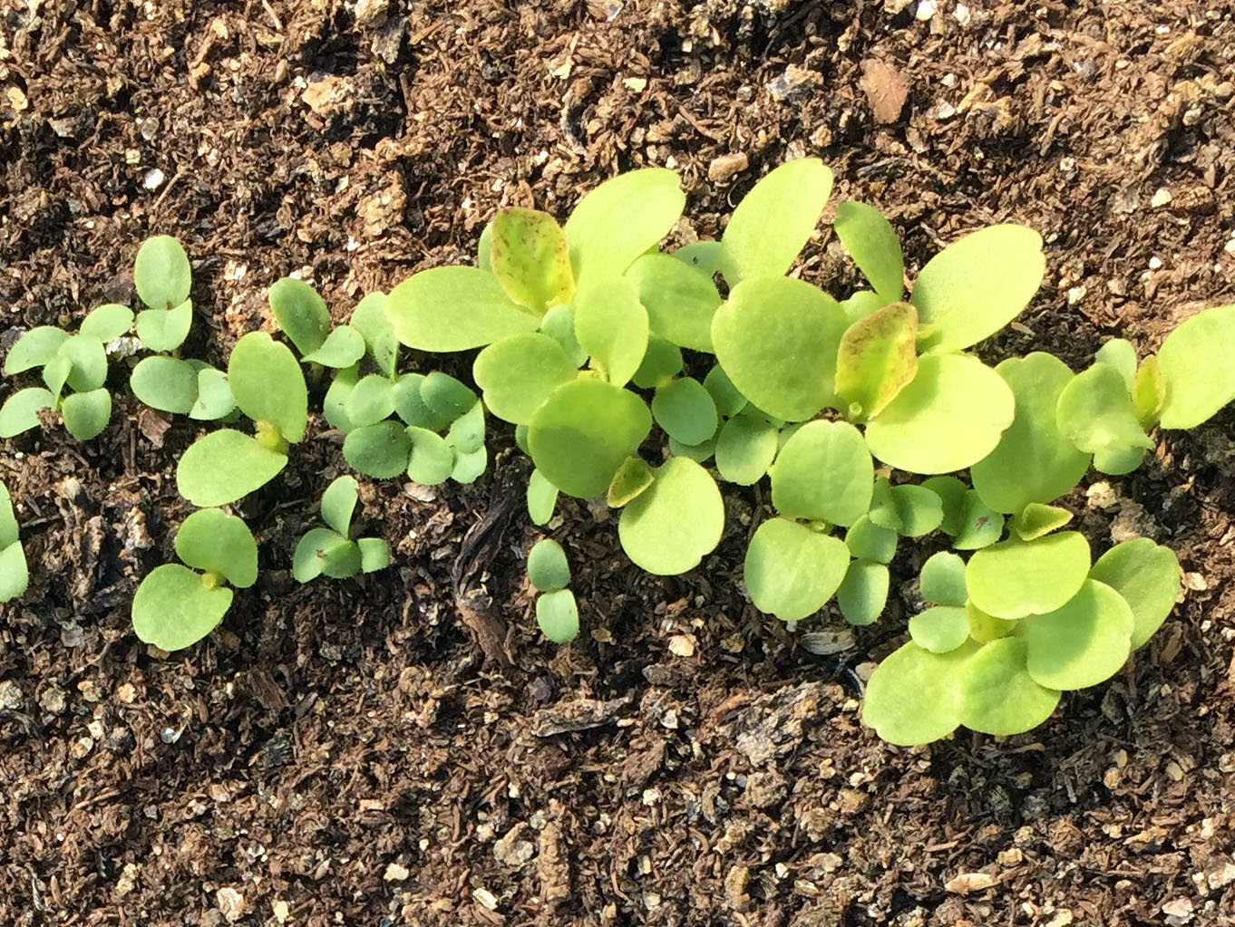 Lettuce Growing Guide