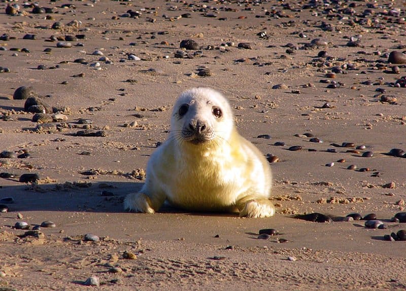seal6.jpg