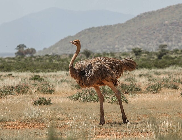 640px-Struthio_molybdophanes%2C_female%2C_Samburu_National_Reserve%2C_Kenya.jpg