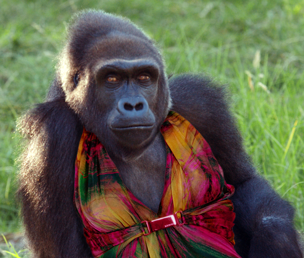 gorilla_in_a_multi_dress.jpg