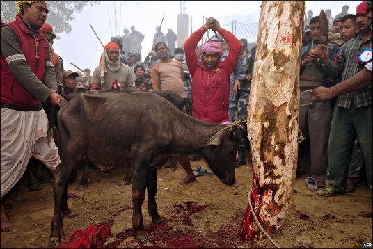 animalSacrifice.jpg