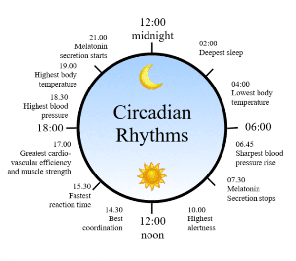 1462983035_circadian-rhythm-clock-600x528_grande.png