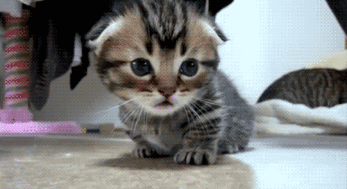 tumblr_meo3edxSbo1rvl3nyo1_500.gif