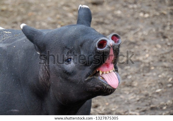 Malayan Tapir Tapirus Indicus Called Asian Arkivfoto (rediger nå) 1327875305