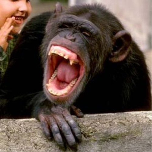 Funny Images To Laugh . url:  https://funny-imags.blogspot.com/2017/10/funny-images-to-laugh.html |  Laughing animals, Laughing pictures, Good comedy movies