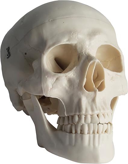 81DxwtmG41L._AC_SX425_.jpg