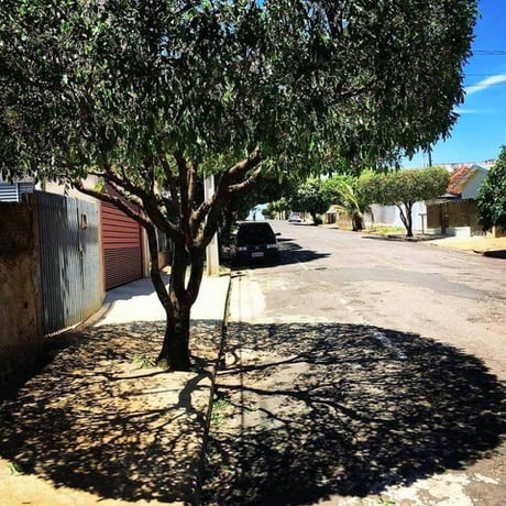 In Ecuador, when the sun forms a right angle with the earth, the tree and its shadow can create a work of art.