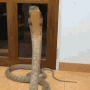 tenor.gif
