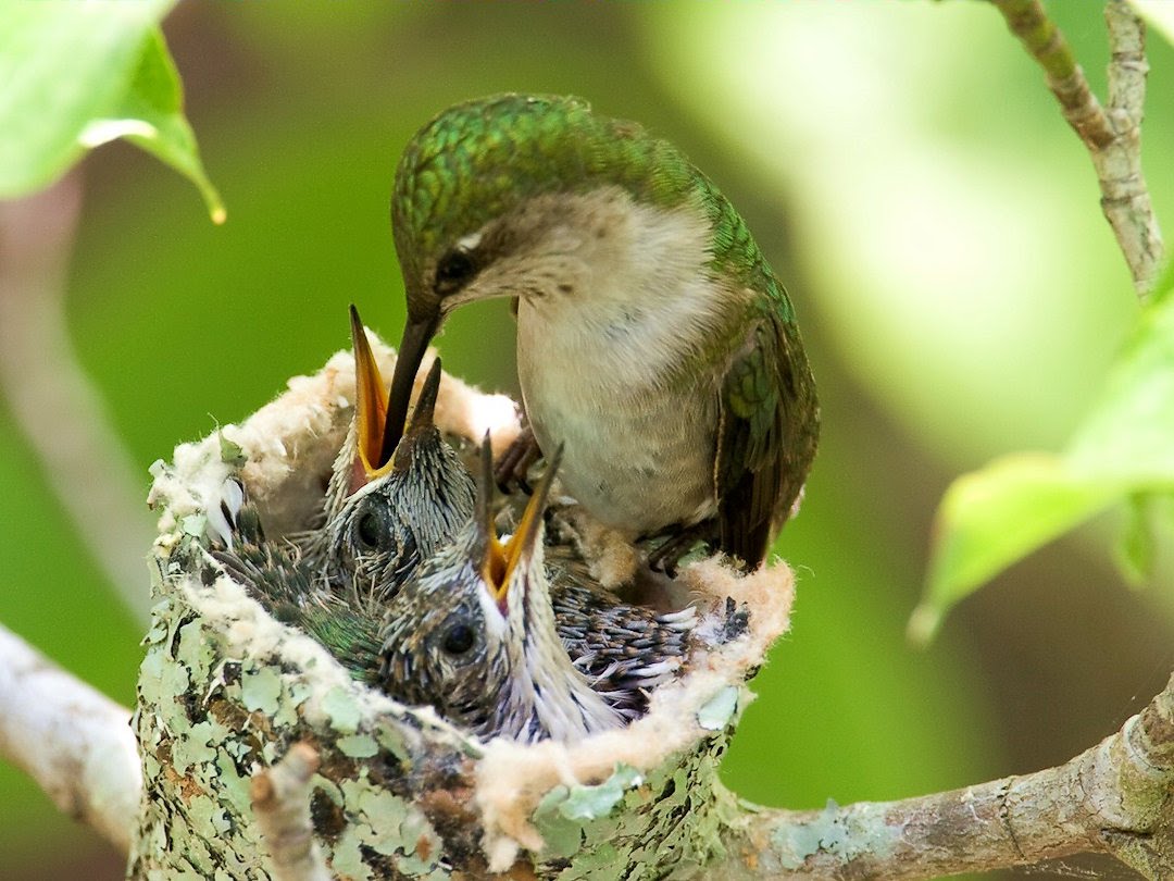 bird-feeding-her-chicks.jpg