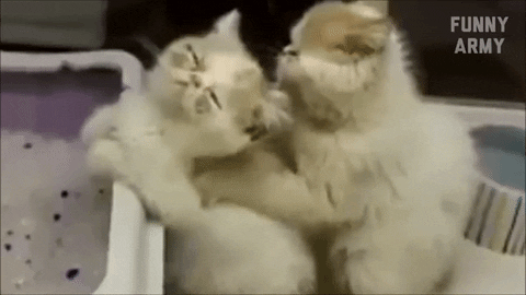 2j5riuOPqculi.gif