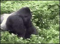 200w.gif