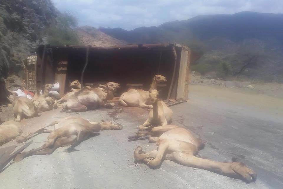 road_accident_camels.jpg