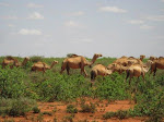 buuhoodle5.jpg