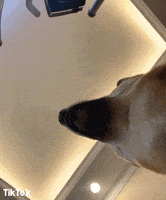 Dog Yes GIF by TikTok
