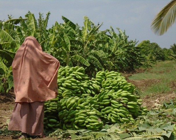 banana-somalia-jpg.jpeg