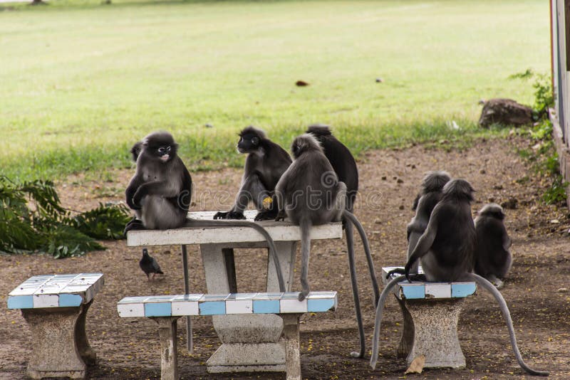 langur-monkeys-sitting-table-80492053.jpg