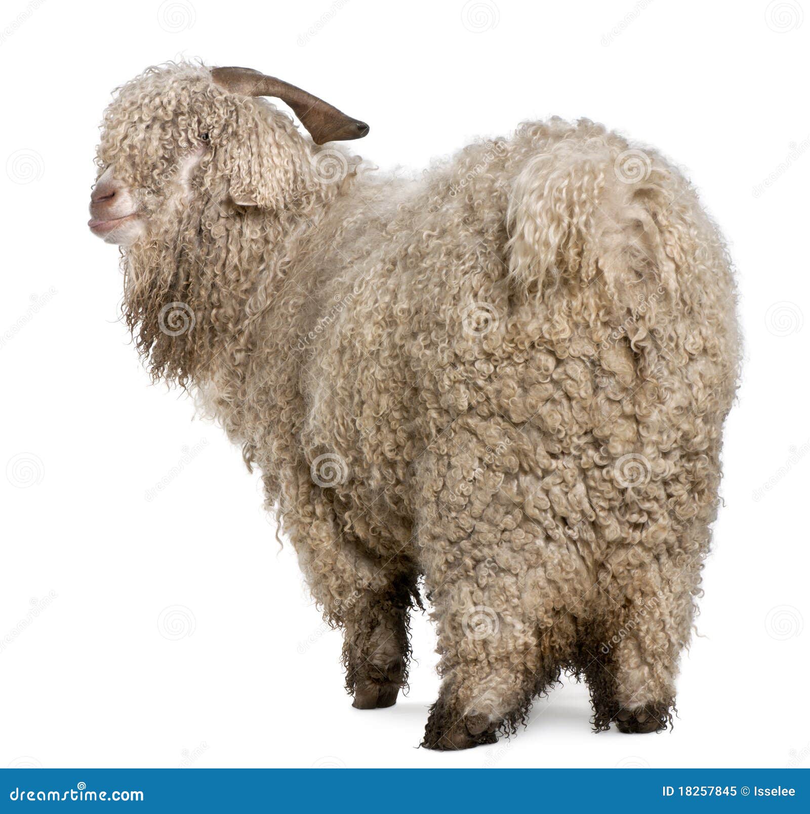 angora-goat-18257845.jpg