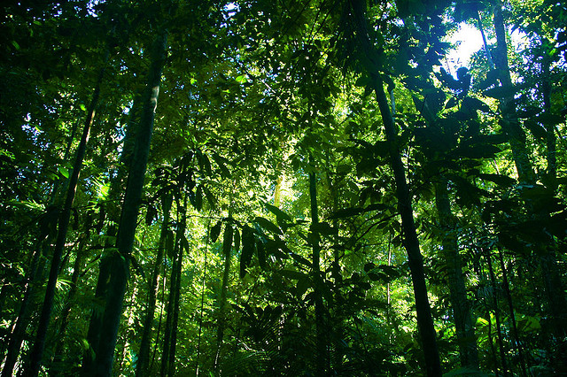 rainforest.jpeg