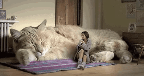 cat-giant-cat.gif
