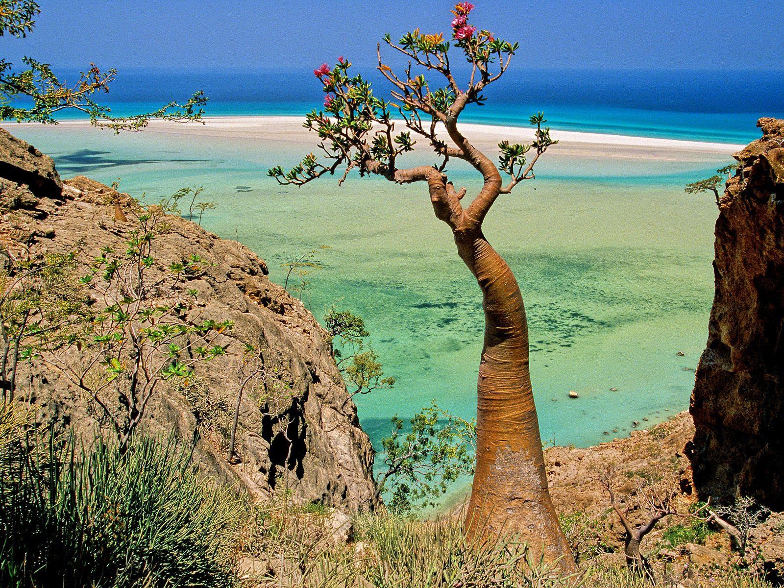 Socotra-island.jpg