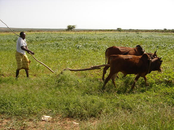 gebilay2008.jpg