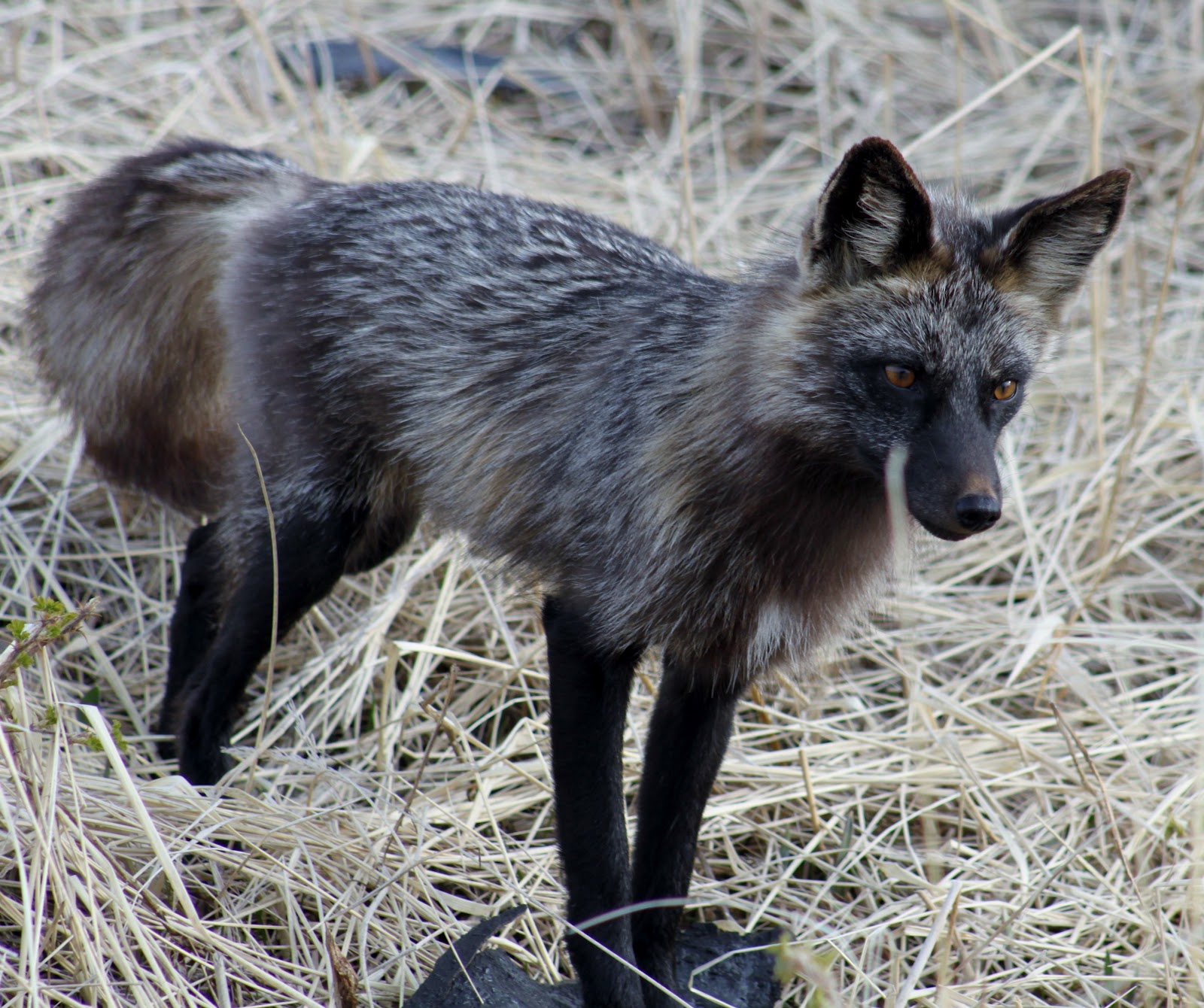Silver+Fox+2.JPG