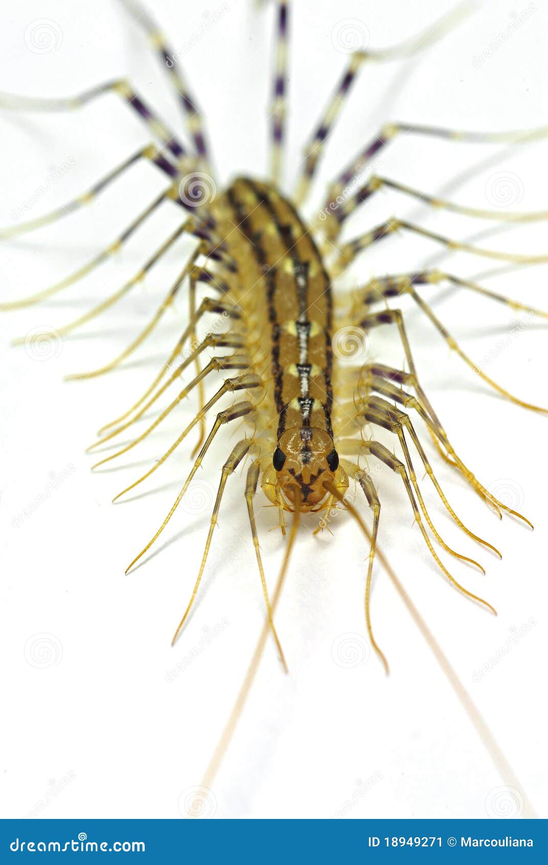 house-centipede-scutigera-coleoptrata-18949271.jpg