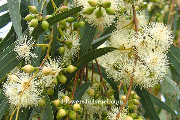 Eucalyptus_camaldulensis_flower2.jpg