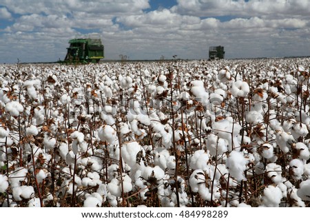 stock-photo-mato-grosso-do-sul-mt-brazil-circa-july-cotton-plantation-for-industrial-use-484998289.jpg