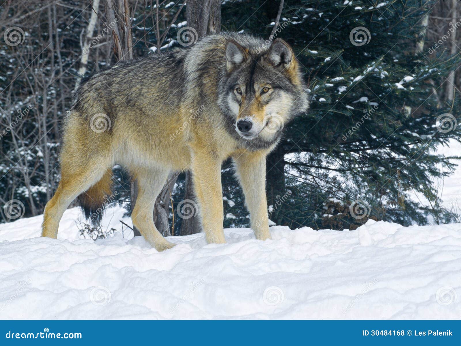 timber-wolf-large-winter-setting-30484168.jpg