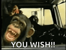 You Wish GIFs | Tenor