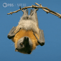 Just Hanging Bbc GIF by Nature on PBS