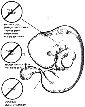 gill-2.gif