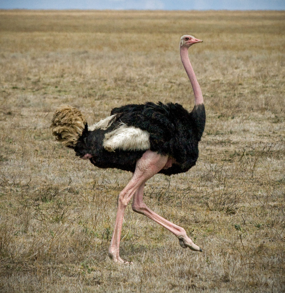 Ostrich-998x1024.jpg