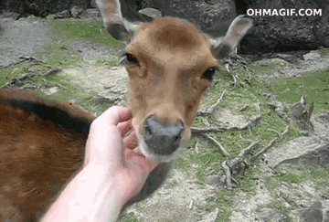 BH5O.gif