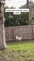 Dog GIF by ViralHog