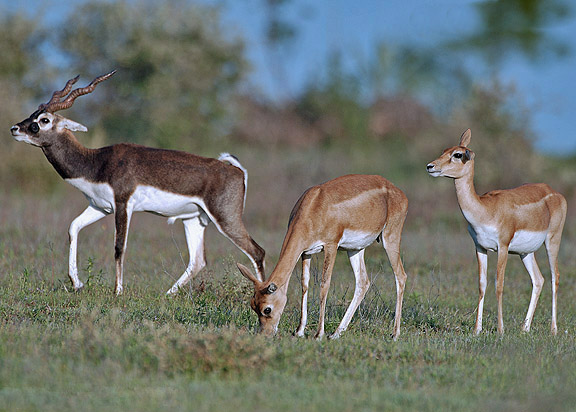 Blackbuck_male_female.jpg