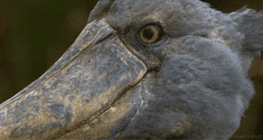 Looking Excuse Me GIF