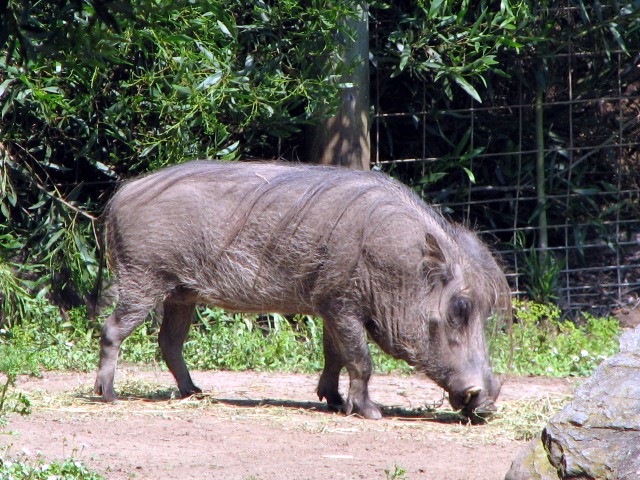 African_Warthog_-_Phacochoerus_aethiopicus.jpg